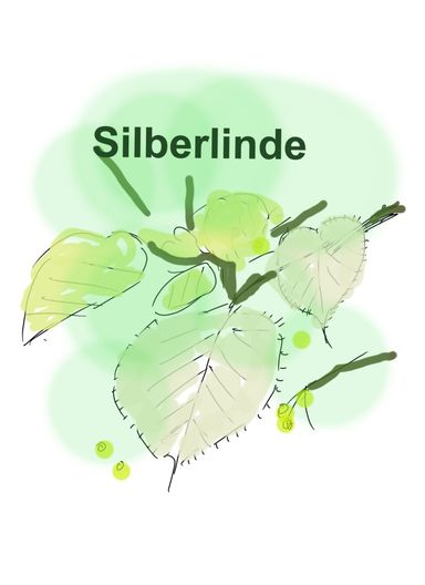 Silberlinde